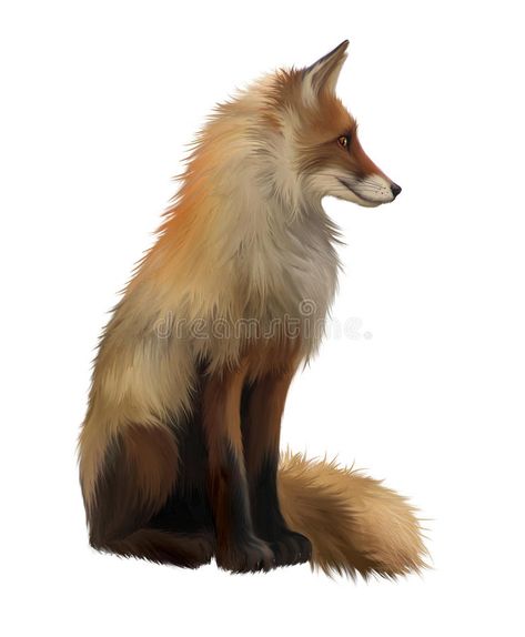 Adult fox , Isolated realistic illustration on whi. Te background #Sponsored , #paid, #affiliate, #fox, #realistic, #Te, #Isolated Fox Side View, Head Side View, Hare Illustration, Realistic Illustration, Fox Pictures, Fox Head, Cute Fox, Anatomy Reference, Realistic Drawings