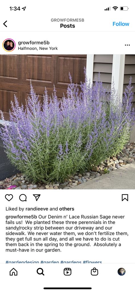 Denim And Lace Russian Sage, Flower Planting, Russian Sage, Sage Plant, Planting Ideas, Denim And Lace, Flower Bed, Front Garden, Large Flowers