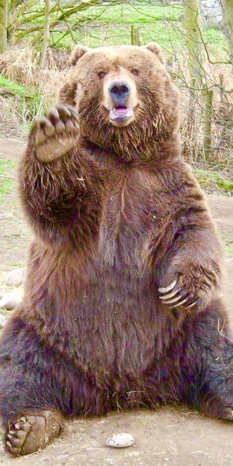 Kodiak Bear, Animal Studies, Photo Hair, Photos Quotes, Wild Animals Pictures, Funny Bears, Animal Study, Bear Photos, Bear Pictures