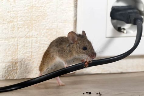 Do Ultrasonic Pest Repellers Really Work? | Terminix Getting Rid Of Rats, Rat House, Rat Control, Vicks Vapor Rub, Vicks Vapor, Mice Repellent, Getting Rid Of Mice, Rodent Control, Vapor Rub