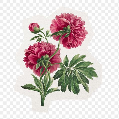 Pink Vintage Flowers, Vintage Botanical Illustration, John Edwards, Flowers Png, Botanical Illustration Vintage, Illustration Vintage, Pink Vintage, Peony Flower, Vintage Botanical