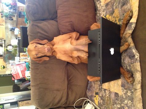 Just working on the computer  #vizsla Vizsla Funny, Funny Vizsla, Most Beautiful Dog Breeds, Beautiful Dog Breeds, Vizsla Dogs, Pampered Pooch, Beautiful Dogs, Dog Breeds, Cute Animals