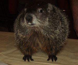 I want to go see Puxatawny Phil do his Groundhog prognostication on Gobbler's Nob PA Puxatawny Phil, Punxsutawney Phil, Her Campus, Groundhog Day, Winter Fun, Best Day Ever, Activities For Kids, Road Trip