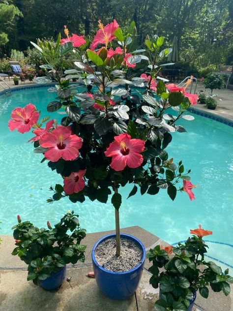 Hibiscus Planters Container Garden, Hibiscus Plant Potted, Hibiscus Flower Garden Ideas, Indoor Hibiscus Plant, How To Propagate Hibiscus Plant, Big Planters Outdoor Ideas Full Sun, Potted Hibiscus Tree, Hibiscus Flower Tree, Growing Hibiscus In Pots