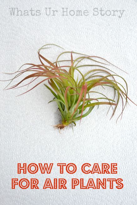 How to care for Air Plants ,  grow air plants, air plant care. Yup, the first one I had died. I might have to give it a try again. Air Fern, Air Plant Care, Air Plants Care, Plants Care, Tillandsia Air Plant, Indoor Gardens, Plants Succulents, Plant Ideas, Indoor Gardening