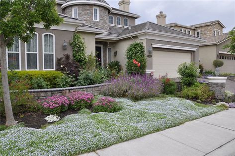 So pretty! Maybe we should add a short wall in front of our walkway. Lawn Free Yard, Lawn Replacement, Moss Gardens, Pollinator Garden Design, Grass Alternative, Low Growing Shrubs, Lawn Alternatives, Evergreen Vines, Drought Tolerant Garden