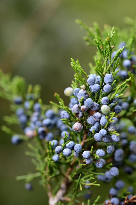 juniper | primemundo | Flickr Juniper Aesthetic, Devon Core, Juniper Core, Juniper Flower, Juniper Plant, Juniper Bush, Juniper Tree, Tropical Africa, Valley Flowers