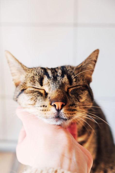 Purring Non-Stop: What's Behind Your Cat's Persistent Purrs? All Types Of Cats, Cat Obsession, Cat Purr, Gorgeous Cats, Health And Happiness, Sphynx Cat, Cat Boarding, Ginger Cats, Fluffy Cat