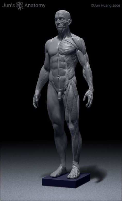 Martial Arts Photography, Male Figure Drawing, Male Anatomy, Body Study, Man Anatomy, Anatomy Sculpture, Anatomy Models, Male Pose Reference, Drawing Body Poses