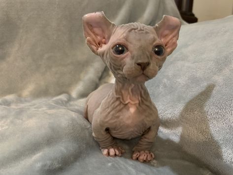 1.5 Month old Eeky standing tall and proud - such a good little boy! Blue Dwelf Sphynx, Cat, Kitty, Sphynx, Love, Elf, Bambino, Cute, Kitten, Baby - Instagram - @icelusthedwelf Elf Sphynx Cat, Dwelf Cat, Bambino Cat, Random Cat, 5 Month Old, Cute Kitten, Sphynx Cat, Meow Meow, When I Grow Up