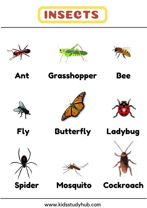 Insects With Names, Insects Chart, Insects For Kids, Lkg Worksheets, Insects Names, Flashcards For Toddlers, Insect Photos, Fall Themes, Fruit Names