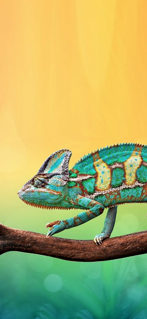 Reptile Wallpaper, Chameleon Wallpaper, Chameleons, Wallpapers Iphone, Phone Backgrounds, Reptiles, Turquoise Bracelet, Funny Animals, Phone Wallpaper