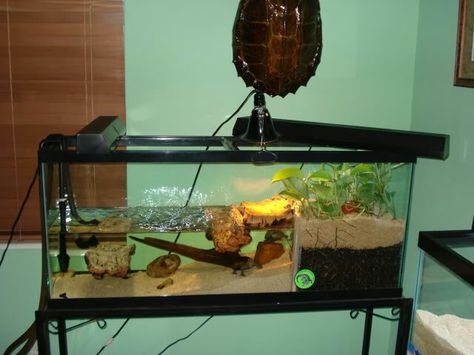 Turtle tank Turtle Setup, Turtle Cage, Aquatic Turtle Tank, Turtle Tank Setup, 55 Gallon Tank, Turtle Enclosure, Spotted Turtle, Turtle Terrarium, Frog Habitat