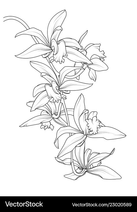 Orchid Drawing, Sketch Beautiful, Cattleya Orchid, Horse Artwork, Plant Vector, Plant Drawing, White Line, Flower Plant, Orchid Flower