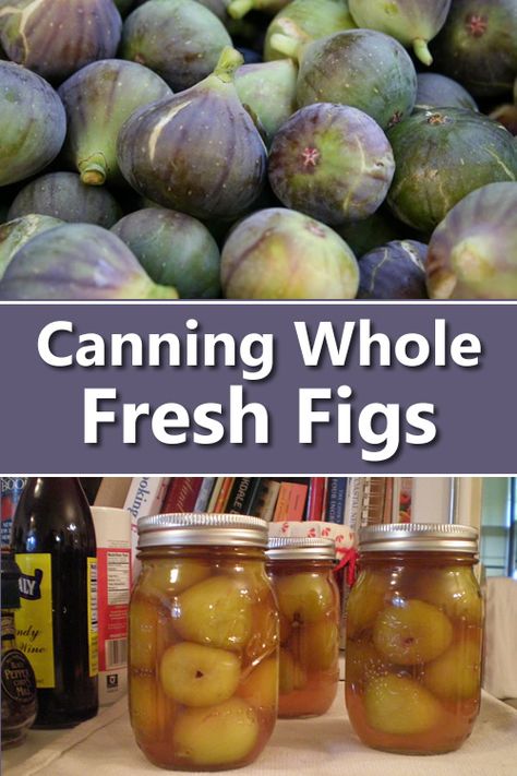 Canning Fresh Whole Figs Whole Fig Preserves Recipe, Canning Figs, Candied Jalapenos Recipe, Growing Jalapenos, Fig Preserves Recipe, Figs Recipe, Canning Granny, Water Bath Canning Recipes, Lemon Juice Water