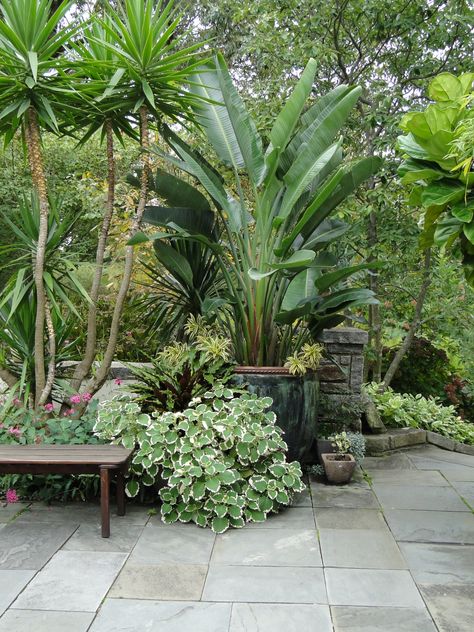 Cro-Asian Tropical Backyard Ideas, Cheap Landscaping, Tropical Landscape Design, Tanaman Pot, Privacy Plants, Tropical Garden Design, Tropical Backyard, Backyard Plants, Backyard Garden Design