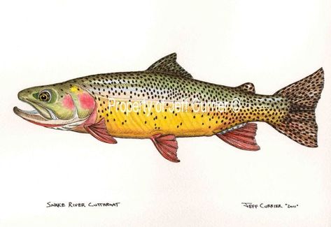 Snake River Cutthroat Trout - illustration by Jeff Currier Trout Tattoo, Garage Plans With Loft, Trout Art, Fish Rocks, Cutthroat Trout, Fly Fishing Art, Steelhead Trout, Cute Little Tattoos, Fish Crafts