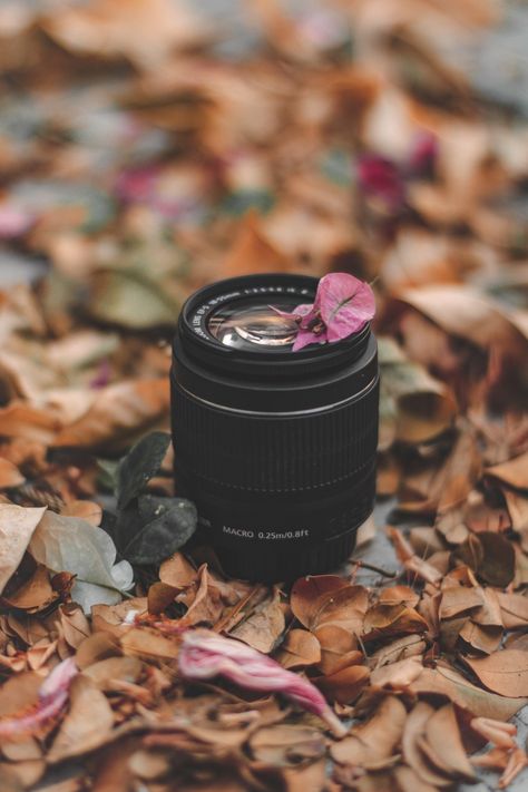 Fall Aesthetic | Photography Ideas | Still Life Photography Fall Still Life Photography, Still Life Photography Creative Ideas, Photography Ideas Still Life, Fall Aesthetic Photography, Flowers Still Life Photography, Aesthetic Still Life Photography, Aesthetic Photography Ideas, Photography Still Life, Photography Camera