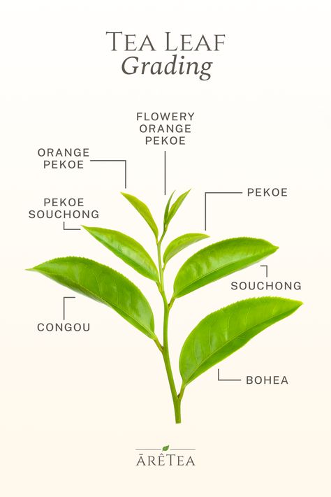 Tea Tips, Orange Pekoe Tea, Tea Pattern, Tea Facts, Grading Scale, Artisan Tea, Tea Farm, Tea Varieties, Herb Tea