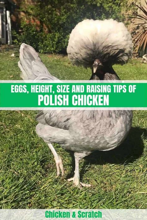 Polish Chickens Breed, Pet Chickens Breeds, Polish Chickens, Chicken Egg Colors, Polish Chicken, Chicken Coloring, Chicken Care, Egg Laying Chickens, Types Of Chickens