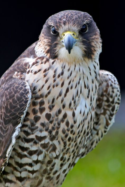 Lanner Falcon Portrait | Birds | Wildlife | Photography By Martin Eager | Runic Design Falcons Bird, Falcon Photography, Falcons Wallpaper, Bird Pics, Sparrowhawk, Birds Photography, Peregrine Falcon, The Falcon, Peregrine