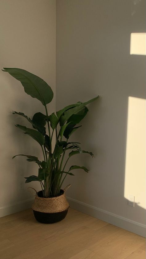 Big Plant In Bedroom, Large Plant Bedroom, Big Plant Bedroom, Big Plants For Bedroom, Big Plants In Bedroom, Fake Plants Decor Bedroom Aesthetic, Fake Plants Aesthetic, Big Plants Indoor Living Rooms, Dark Plant Aesthetic