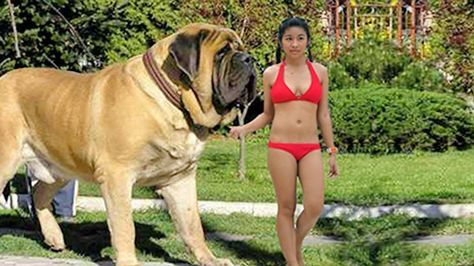 TOP 50 BIGGEST DOGS In The World | Largest Dog Breeds 2016 Worlds Biggest Dog, Worlds Largest Dog, Really Big Dogs, Caucasian Shepherd Dog, Big Fluffy Dogs, Caucasian Shepherd, Animal Humor Dog, Giant Dog Breeds, Largest Dog