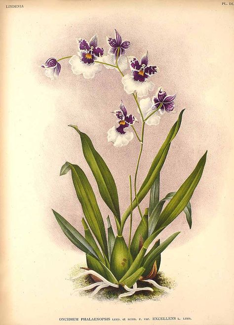 242751 Caucaea phalaenopsis (Linden & Rchb.f.) N.H.Williams & M.W.Chase var. excellens [as Oncidium phalaenopsis Linden & Rchb.f. var. excellens]  / Lindenia, Iconographie des orchidées [E. von Lindemann], Plates 577-624, vol. 13: t. 576 (1897) [?] Floral Illustration Art, Botanical Studies, Orchid Illustration, Plant Drawings, Abstract Painting Acrylic Modern, Orchid Leaves, Botanical Illustration Vintage, Illustration Botanique, Leaf Drawing