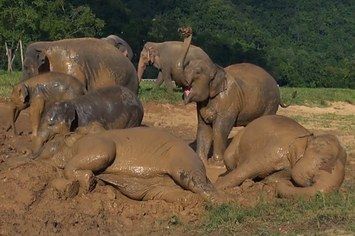 Watch These Elephants Get A Mud Bath And Have The Time Of Their Lives Elephant Nature Park, Favorite Activity, Mud Bath, Baby Elephants, Nature Park, Kitten Pictures, Gentle Giant, Free Baby Stuff, Family Activities