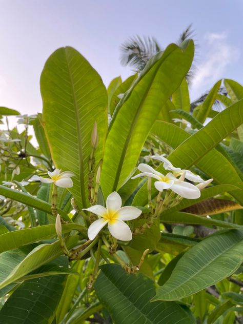 Dominican Republic Flowers, Dominican Flowers, Dominican Republic Aesthetic, American Coquette, Punta Cana Trip, Trip Logo, Honey Brand, Home Goals, My Culture