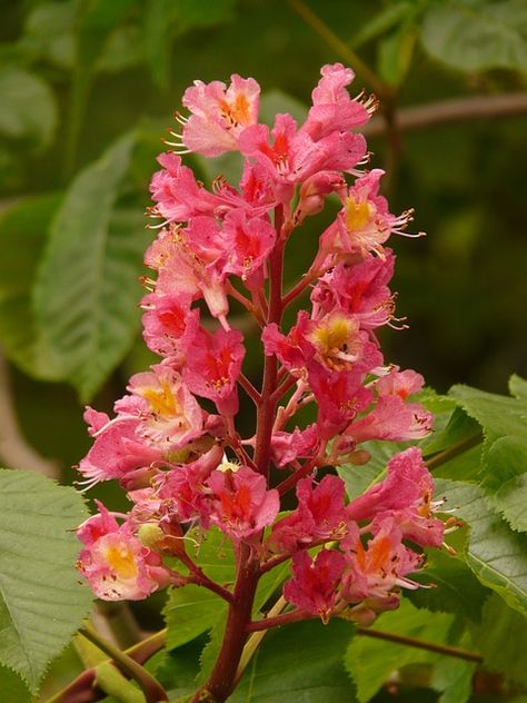 Plants To Attract Hummingbirds, Floral Therapy, Horse Chestnut Trees, Bach Flowers, Tree Id, Bach Flower Remedies, Flora Garden, Red Chestnut, Flower Remedy