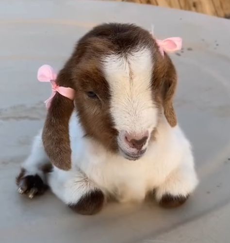 Goat Aesthetic, Goats Cute, Pet Sheep, White Goat, Cute Goat, Cute Lamb, Fluffy Cows, Baby Sheep, Baby Goat