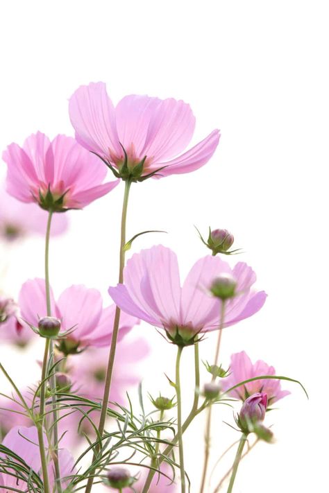 Vintage Flower Backgrounds, Garden Companion Planting, Beautiful Flowers Photography, Cosmos Flowers, Flowers Photography Wallpaper, Flower Background Wallpaper, Beautiful Flowers Pictures, Flower Backgrounds, Flowers Nature