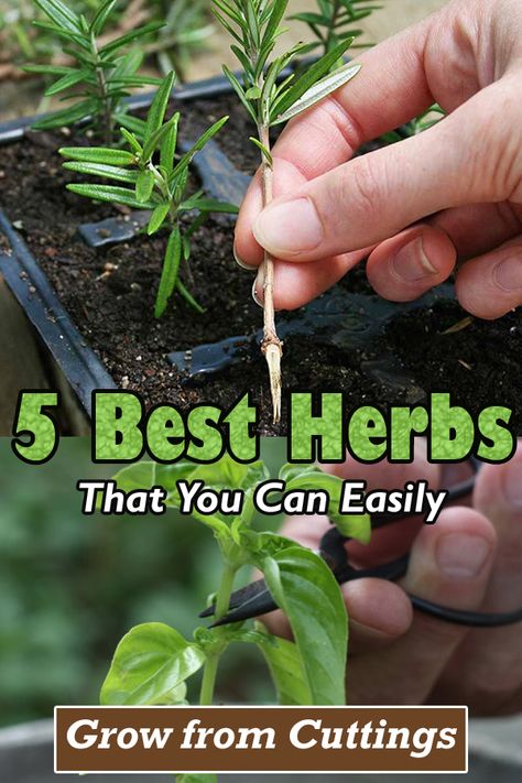 These are the 5 Best Herbs That You Can Easily Grow from Cuttings! Cultivate them today for a fresh harvest for your kitchen! Growing Herbs From Cuttings, Chives Growing, Growing Basil Indoors, Growing Thyme, Oregano Plant, Origanum Majorana, Growing Cilantro, Growing Rosemary, Growing Basil