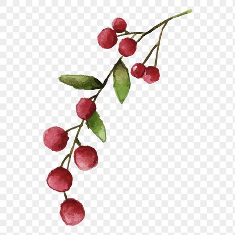 Holly Berry Drawing, Christmas Stickers Png, Holly Illustration, Berries Illustration, Spiritual Christmas, Christmas Tree Watercolor, Berries Watercolor, Watercolor Holly, Makey Makey