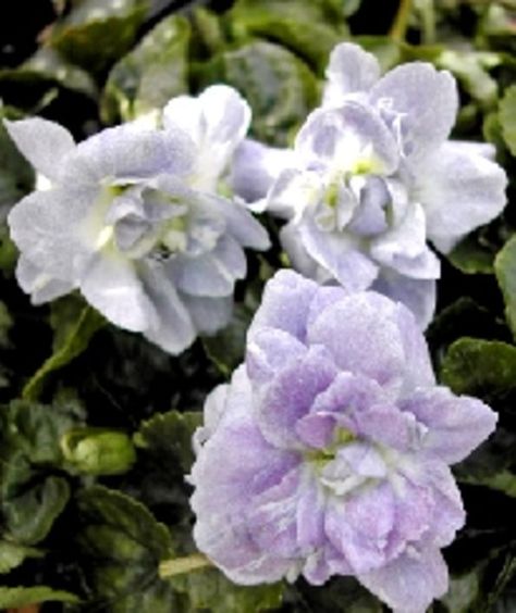 Violet Garden, Weeping Fig, Parma Violets, Inside Plants, Sweet Violets, Moon Garden, Night Garden, Small Rose, Fragrant Flowers