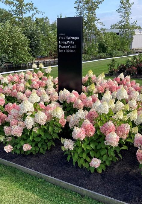 Hydrangea paniculata Living Pinky Promise® Flowering Bushes, Backyard Beekeeping, Growing Hydrangeas, Hydrangea Paniculata, Pinky Promise, Landscape Projects, Garden Planning, My Flower, A Garden