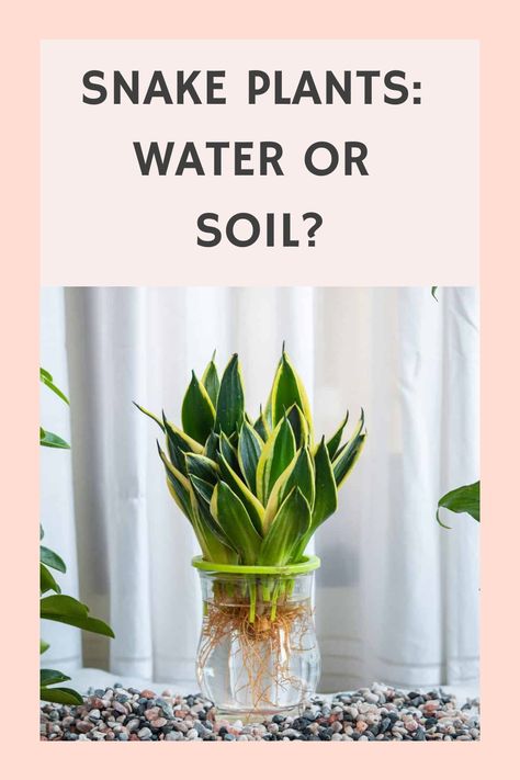 Snake Plants: Water or Soil? Growing Snake Plants In Water, Rooting Snake Plant In Water, Snake Plant In Water Vase, Propagating Snake Plant In Water, Snake Plant Care Indoor, Plants Grow In Water, Snake Plant Soil, Snake Plants In Water, Snake Plant In Water