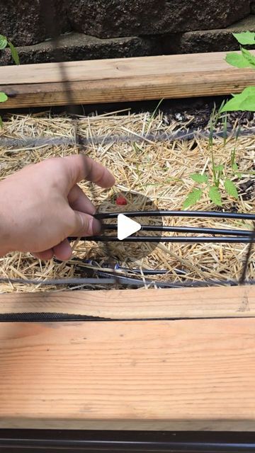 Nerd with ADHD and a small garden on Instagram: "Rainbird drip irrigation, why didn't I try it sooner? #watering #gardening #easy 

Product is: Rain Bird ET256-50S Drip Irrigation Pressure Compensating 1/4" Emitter Tubing, 6" Emitter Spacing, 50 Roll, Brown https://a.co/d/0hLALlPv" Slope Gardening, Garden Hack, Landscaping Around House, Texas Garden, Rain Bird, Texas Gardening, Sloped Garden, Gardening Flowers, Drip Irrigation