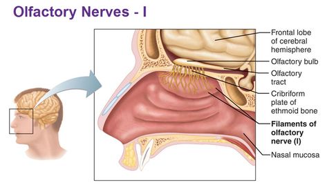 olfactory nerves filaments 12 Cranial Nerves, Olfactory Nerve, Nerve Anatomy, Sebaceous Filaments, Black And White Photography Portraits, Nose Pores, Peripheral Nervous System, Nerve Fiber, Frontal Lobe