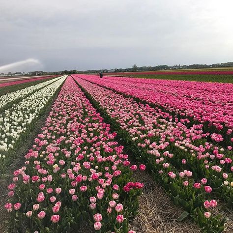 Jam Aesthetic, Tulip Fields Netherlands, Monika Luniak, Farm Date, Tulips Bloom, Field Of Tulips, Florist Business, Tulip Farm, Sarah Adams