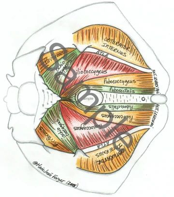 Total Pelvic Health Pelvic Diaphragm, Physiotherapy Student, Muscles Anatomy, Pelvic Health, Pelvic Organ Prolapse, Prenatal Massage, Licensed Massage Therapist, Anatomy Models, Muscle Anatomy