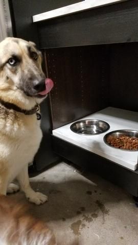 Dog Feeding Station Under Stairs, Ikea Bench Hack, Dog Food Cabinet, Ikea Dog, Ikea Bench, Island Drawers, Dog Station, Dog Food Station, Dog Feeding Station