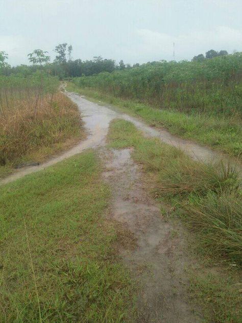 Kebun tanaman ubi Lahan Pertanian