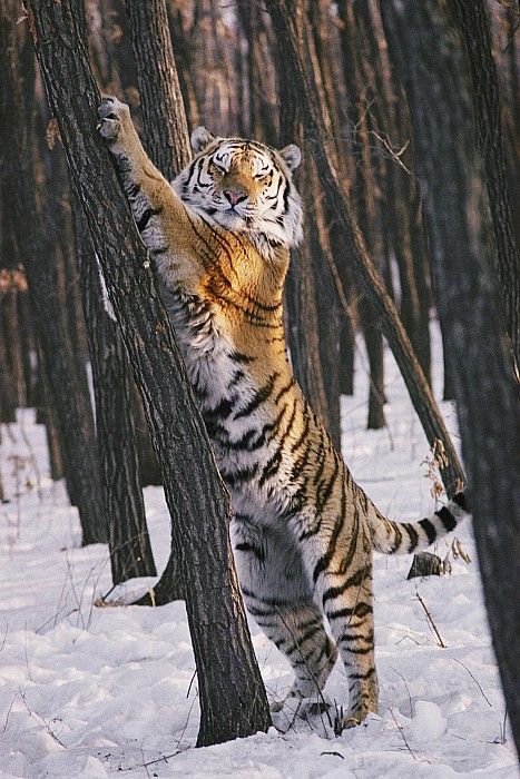 Tiger Photography, Tiger Pictures, Wild Tiger, Tiger Tiger, Siberian Tiger, Bengal Tiger, Tiger Art, Majestic Animals, Tiger Tattoo