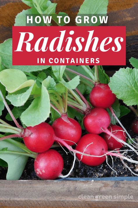 GROW RADISHES IN POTS! Fast-growing radishes are a great vegetable to add to your container garden. Learn how to grow radishes in containers or pots and how to choose the best variety for you. Planting Radishes, Grow Radishes, Growing Radishes, Fast Growing Vegetables, Garden Veggies, Seed Germination, Healthy Garden, Home Vegetable Garden, Container Gardening Vegetables