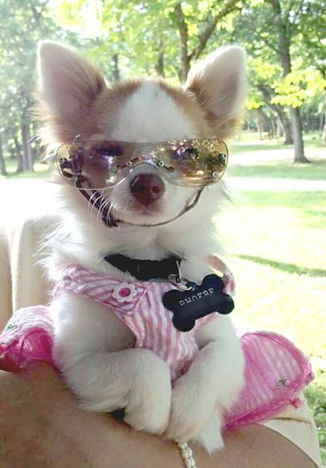 Stylin' chi Eden Core, Chihuahua Training, Puppy Room, Doggy Treats, Chicano Drawings, Cute Chihuahua, Chihuahua Love, Chihuahua Puppies, Chihuahua Dogs