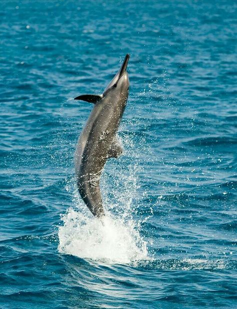 Spinner dolphin Turtle Photos, Spinner Dolphin, Wild Dolphins, Water Planet, Dolphin Images, Dolphin Watching, Dolphin Photos, Interesting Creatures, Animal Heart