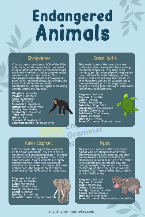 Endangered Animals | List of Endangered Animals With Description – English Grammar Notes Animal Information Poster, Endangered Animals Poster Project, Endangered Animals Infographic, Endangered Animals Poster, Endangered Species Poster, Animal Omens, Endangered Animals Activities, Endangered Species Project, Endangered Animals Project