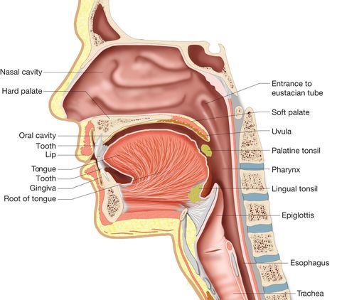 mouth structure pharynx Lingual Tonsils, Throat Anatomy, Mouth Anatomy, Human Mouth, Anatomy Organs, Anatomy Bones, Soft Palate, Surgical Technologist, Nasal Cavity